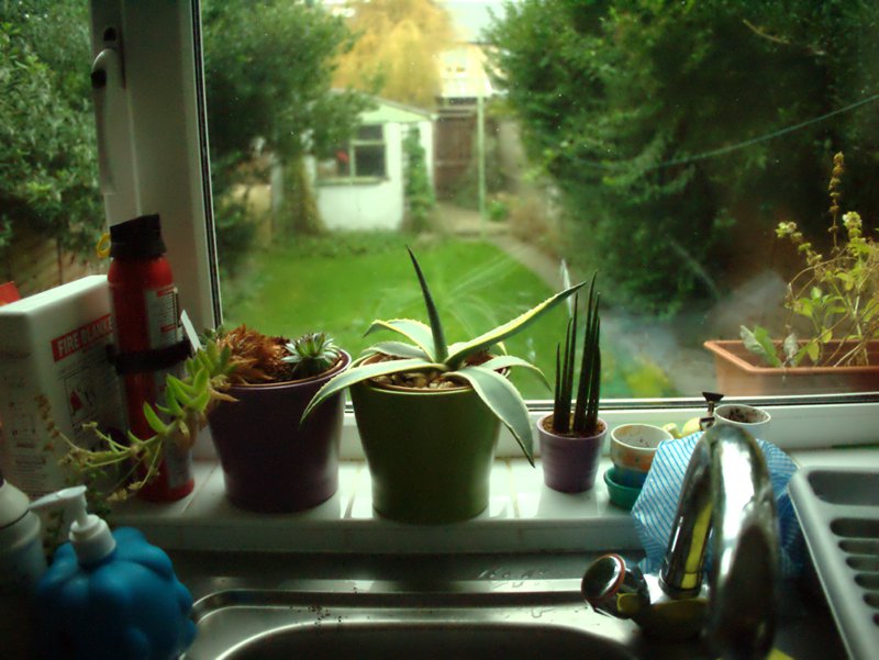 Our new back garden Our new back garden and windowsill